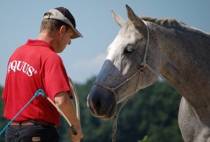 Pferde verstehen lernen durch Beziehungstraining