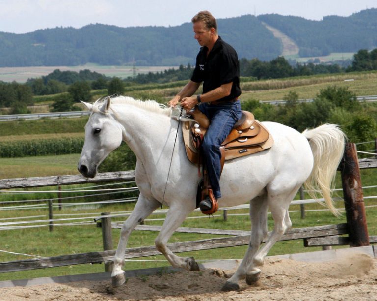 Reiten Equus Beziehungstraining