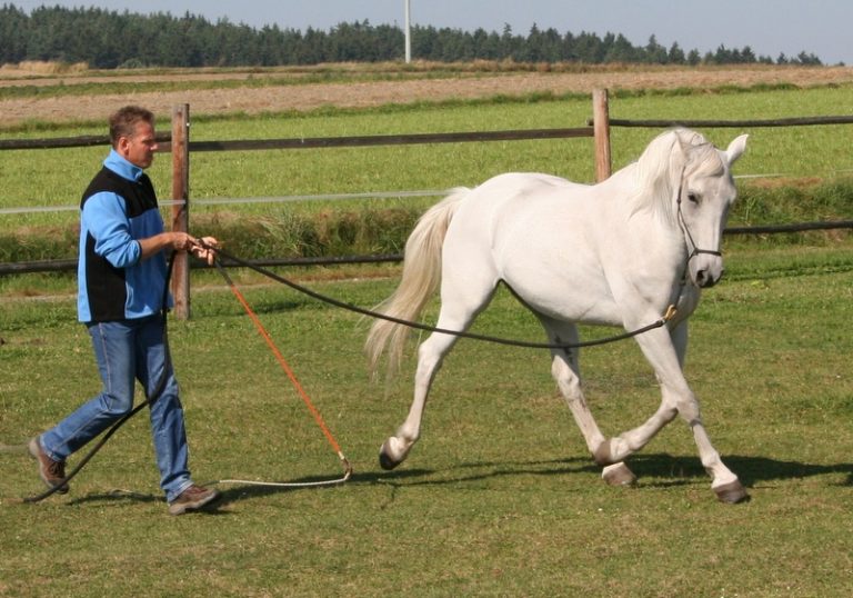 Equus® Zirkeln und Gymnastizieren